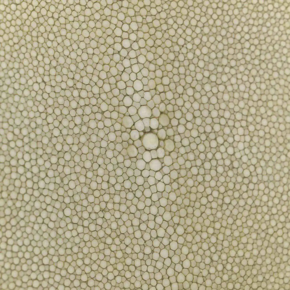 Green stingray nappa leather texture close-up